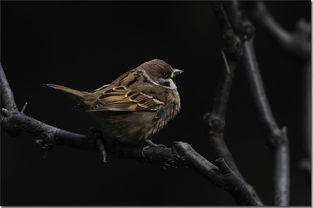 麻雀的历史背景,从古代宫廷到现代生活的演变历程